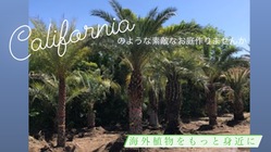 海外風植物を個人のお客様にももっと身近に のトップ画像
