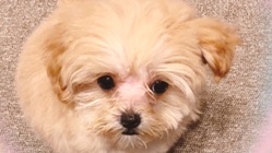 元保護犬「まろん」の動脈管開存症手術費用のご支援をお願いいたします のトップ画像