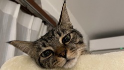 【助けて下さい】こまの猫伝染性腹膜炎(FIP)の治療費のご協力願い