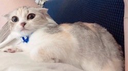 【難病FIP発症】愛猫ぐり(9ヶ月)の命を助けたいです のトップ画像