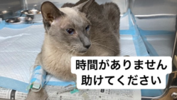 慢性腎臓病(腎不全)、糖尿病と闘うウランを助けてください。 のトップ画像