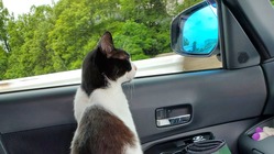 【尿管結石·腎不全】また一緒に旅行がしたい…愛猫を助けてください のトップ画像
