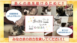 保護犬、保護猫たちのために、安心して暮らせるシェルターを作りたい！ のトップ画像