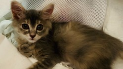 保護猫（生後３ヶ月）あずきを助けたい！どうか、お力をお貸しください のトップ画像