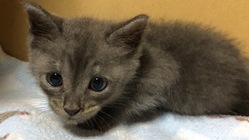 障害をもつ子猫を助けて育てる日々に応援よろしくお願いします のトップ画像