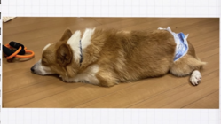 心臓にフィラリアまみれな保護犬チェスターを助けてください のトップ画像