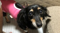 愛犬ココアを救いたい。脾臓摘出、検査と手術費用。