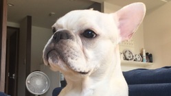 ぽんじの手術費のご支援をお願いします。【肺動脈弁狭窄症】 のトップ画像