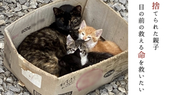 【第6弾】愛知県東三河で563匹の猫たちの命を守り続けるために のトップ画像