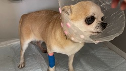 マリンちゃん15歳、子宮蓄膿症から救いたいです。 のトップ画像