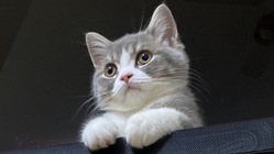 難病【FIP】を発症した子猫の虎丸を助けてください のトップ画像