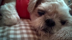 殺処分寸前で家族となった愛犬「かる」｜肺がん治療で幸せな犬生を！ のトップ画像