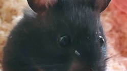 飼えなくなったペットを保護したい のトップ画像