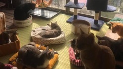 飼い主の急逝。猫たちの危機を救うためお力をお貸しください！ のトップ画像