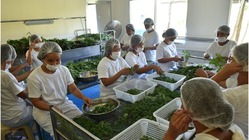 今話題のモリンガを通じて、みんなで健康になりフィリピンの貧困撲滅へ のトップ画像