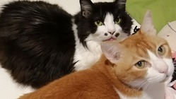 糖尿病のツナと腎不全、巨大結腸症のチョビの治療にご支援下さい。 のトップ画像