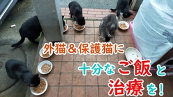 保護猫と外猫が安心して暮らせる環境作りをしたい のトップ画像