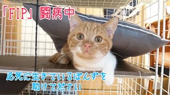 難病 猫伝染性腹膜(FIP)を発症したぽんずを救ってあげたい のトップ画像