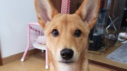 愛犬金太郎の足の手術費用のご支援をお願いします！！ のトップ画像