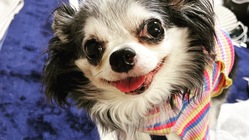 チワワ♀11才癌転移、左前脚断脚、高額治療費と車椅子を… のトップ画像