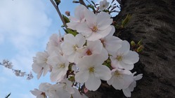 言葉のいらない coffee shop のトップ画像