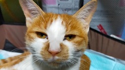 骨盤骨折の猫を助けたい！ のトップ画像