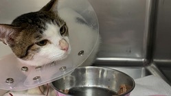 難病【再生不良性貧血】の福君（一才）を救いたい！ のトップ画像