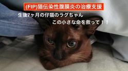 この子を助けて！！猫伝染性腹膜炎（FIP）と闘う子猫のラグちゃん のトップ画像