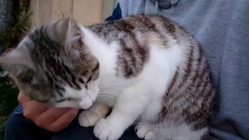 野良猫を保護しました、医療費等のご協力よろしくお願いします。 のトップ画像