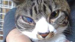 全盲のチーターの右目全摘手術にご支援をお願い致します。 のトップ画像