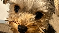 愛犬ソラ(10ヶ月)の命を助けてください。 のトップ画像