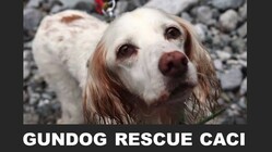 猟シーズンが始まった今、捨てられる鳥猟犬を救いたい！ のトップ画像