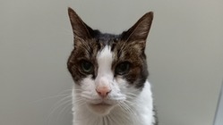 扁平上皮癌を患った愛猫にご協力をお願いいたします！ のトップ画像