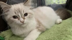 【FIP】猫伝染性腹膜炎を発症した、わたを助けてください！ のトップ画像