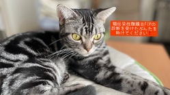 FIPの診断を受けたぶんたを助けてください！ のトップ画像