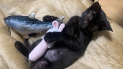 FIP（猫伝染性腹膜炎）と闘う仔猫に力を貸してください のトップ画像