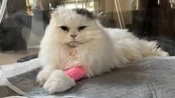 【肥大型心筋症】モコタの治療費のご支援をよろしくお願い致します のトップ画像