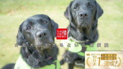 全国の身体障がい者に介助犬を届けたい｜継続寄付会員50人募集！ のトップ画像