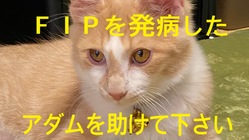 FIP(猫伝染性腹膜炎)と闘ってるアダムを助けてあげたい！ のトップ画像