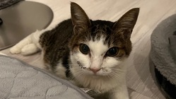 難病「PSS/マルチプルシャント」のにゃんこ先生に幸せな余生を のトップ画像