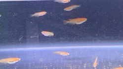 伊豆の田舎でめだかと暮らすファーム作り のトップ画像