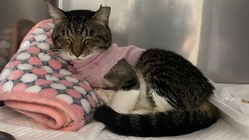 保護猫の悪性末梢神経鞘腫の摘出手術費のご支援、ご協力のお願い。