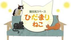 猫カフェ閉店で居場所を失った猫たちのふれあい拠点づくりと里親探し のトップ画像