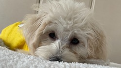 大切な家族と離れないための引っ越し大作戦 のトップ画像