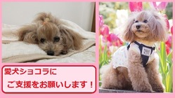 僧帽弁閉鎖不全症手術費の支援をお願いします。ショコラを助けて下さい のトップ画像