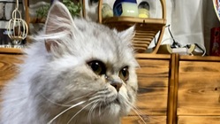 難病FIPの寛解に向けて、メイ頑張ってます。応援お願いします！ のトップ画像