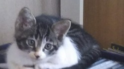 サルサちゃんを助けてください！ のトップ画像