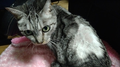 慢性腎不全で亡くなったみーちゃんの思いを叶えるためご支援ください。 のトップ画像