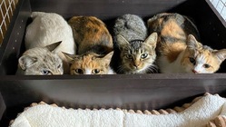 保護猫ちゃんたちを助けたい。ご支援のお願い。 のトップ画像