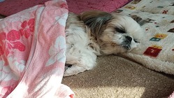 やっとわかったアジソン病の花子を助けて下さい のトップ画像